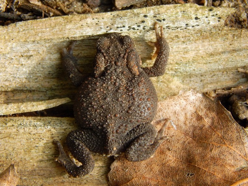 Da determinare - Bufo bufo